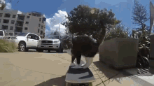 a black and white cat is riding a skateboard on a sidewalk with a toyota suv in the background