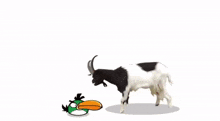 a goat standing next to an angry bird with a yellow beak