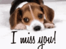 I Miss You Cute GIF - I Miss You Cute Puppy GIFs