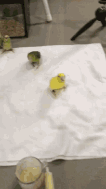 Bird Parrot GIF - Bird Parrot Feeding GIFs