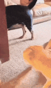 a dog and a cat are playing on a carpeted floor in a living room .
