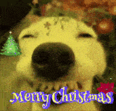 Merry Christmas Funny Funnydogmerrychistmas GIF