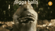 Nigga Balls GIF - Nigga Balls GIFs