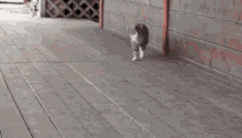 This Cat Thinks It'S A Horse GIF - Cat March Gallop GIFs