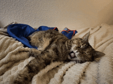 Juniper Cat GIF - Juniper Cat Yawning GIFs