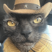 кот в шляпе жировик GIF - кот в шляпе жировик кирилл косенков GIFs