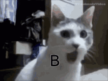 Cat Cat B GIF - Cat Cat B B Cat GIFs