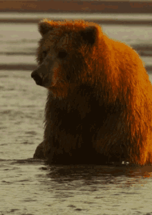 Urso Urso Pardo GIF - Urso Urso Pardo Chateado GIFs