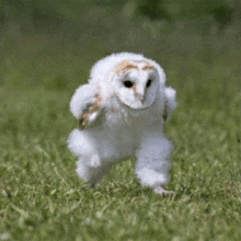 a baby owl is walking through the grass
