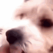 a close up of a dog 's face with a blurry background .