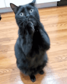 Me Asking To Watch Destan Destan Cat GIF - Me Asking To Watch Destan Destan Cat GIFs