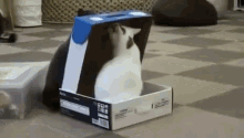 Get In Your Box! GIF - Cat Box Trap GIFs