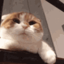 Cat Angry GIF - Cat Angry Little - Discover & Share GIFs