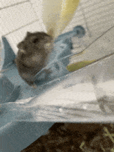 Hamster Endive GIF