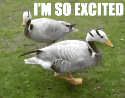 Excited GIF - Ducks Animals Excited - Discover & Share GIFs