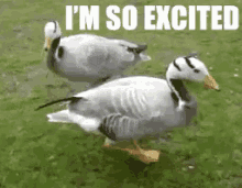 Excited GIF - Ducks Animals Excited GIFs