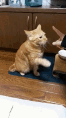 Funny Animals Handshake GIF - Funny Animals Handshake Cats GIFs