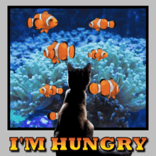 Im Hungry Hungry GIF - Im Hungry Hungry Cat GIFs