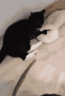Maksas The Cat Mad GIF - Maksas The Cat Mad GIFs