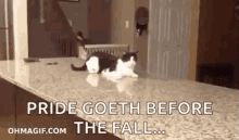 cat cats funny lol fall