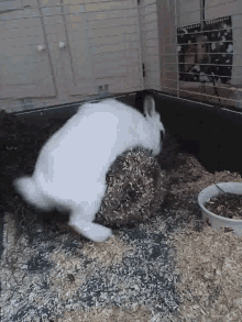 rabbit fuck humping