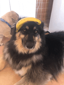 a dog with a banana on its head looking at the camera