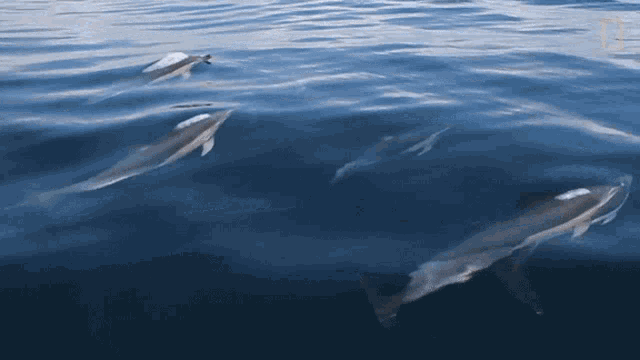 Best Marine Animals - Dolphins