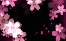 cherry blossoms falling on a black background