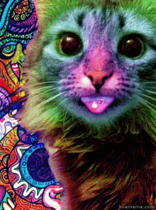 Cat Psychedelic Weird GIF - Cat Psychedelic Weird Kitty GIFs