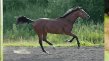Run 2 GIF - Horse Racing Horses GIFs