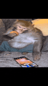 a monkey sitting on a couch eating a donut and looking at a cell phone