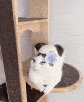 a white cat with blue eyebrows and a flower on its head