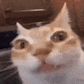 a close up of a cat 's face with its mouth open and looking at the camera .