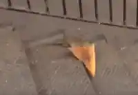 rat-pizza.webp