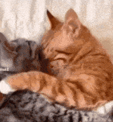 Cat Cat Kiss GIF - Cat Cat Kiss Cat Hug GIFs