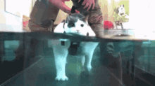 Buddha Cat GIF - Buddha Cat Treadmill GIFs