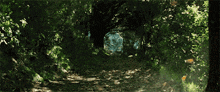 a path in the woods with trees and leaves surrounding it