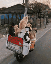 https://media.tenor.com/iVVxU4J6jGcAAAAM/dogs-on-bike-ride.gif