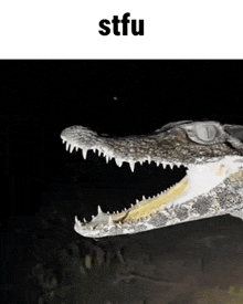 a close up of a crocodile 's mouth with the word stfu above it