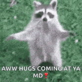a raccoon is standing in the grass with its arms outstretched and a message .