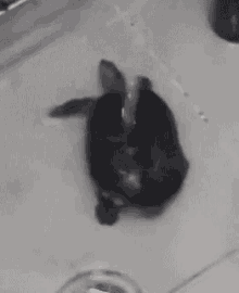 Turtle Animal GIF - Turtle Animal Dance GIFs
