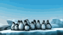 Smart Penguins GIF