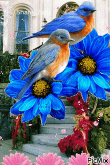 नीलेफूल पक्षी GIF - नीलेफूल पक्षी चिड़िया GIFs