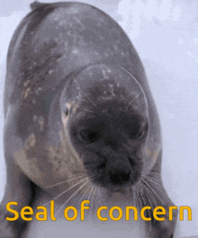 a seal with the words seal of concern written above it