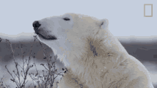 Smelling The Berries Nat Geo Wild GIF - Smelling The Berries Nat Geo Wild Sniffing GIFs