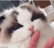 Cat What GIF - Cat What Surprised GIFs