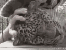 Leopard GIF - Leopard Head Head Scratch GIFs