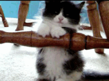 Yes, I'M Listening GIF - Animals Cat Kitten GIFs