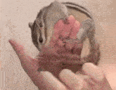 a small chipmunk is being held in a person 's hand