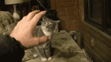 cat attack